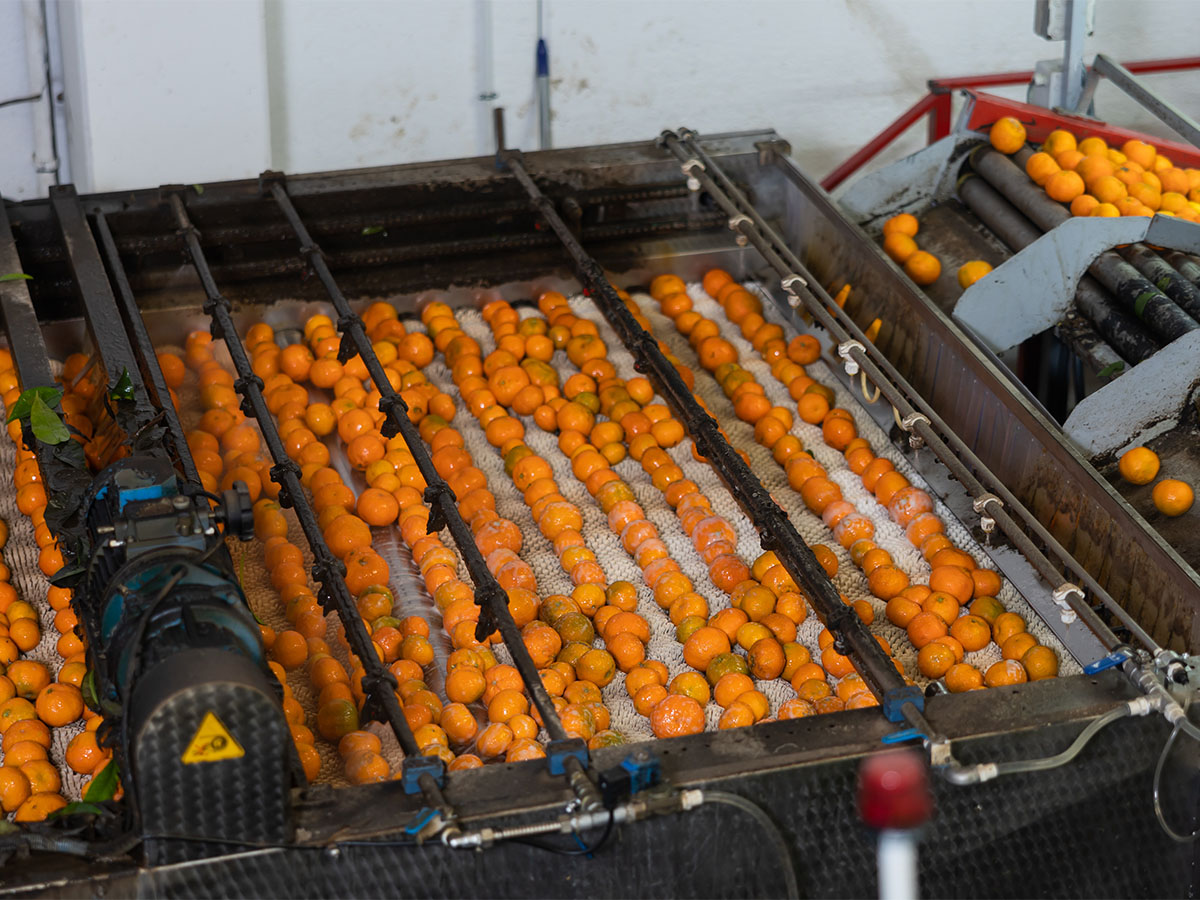 large-conveyor-belt-with-oranges-1200x900